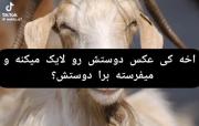 تقدیم به رفیقای گوسفندم با عشقققق🤣☝🏻