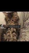 پیشیی گودوو🐈‍‌‌‍‌‌‍‌‌‍‌‌‍‌‌‍‌‍