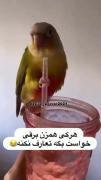 طنز. پرنده همزن🥺🎀‌‌‌‌‌‌‌‌‌‌‌