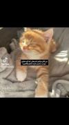 گربه گربه گرببببببببببه تا ابد