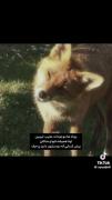 عاشق کاراکتر نیک و کلا روباهم 🦊😍