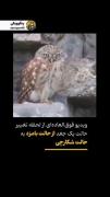 مادرشوهر‌ها وقتی پسرشون هستvsوقتی پسرشون نیست😂😂
