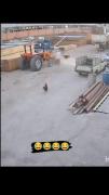 تا تو باشی دیگه سر به سر سگ نذاری 🤣 