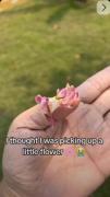 اولش فکر کردم شکوفه ست🤭💞خیلی نازهه🌸🌷✨