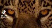 پلنگ نماد قدرت و زیبایی 🥂💵🫐🐆🎧🪩🩻