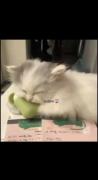 Cat>>واقعا وایبر گربه یه چیز دیگه هست🐱🏩