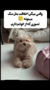 سگ بامزه هر کی سگ دوست داره لاک کنه 