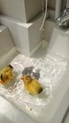 دارن شنا میکنن کیوت نیستن خدایی🙃🐤🐣